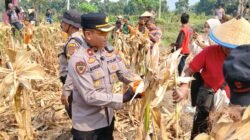 Panen Raya Jagung Kuartal III di Balongbendo, Wujud Nyata Swasembada Pangan Nasional