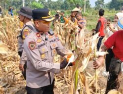 Panen Raya Jagung Kuartal III di Balongbendo, Wujud Nyata Swasembada Pangan Nasional