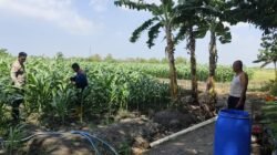Polsek Krembung Perkuat Ketahanan Pangan, Rawat Lahan Jagung Program P2B di Desa Lemujut