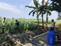 Polsek Krembung Perkuat Ketahanan Pangan, Rawat Lahan Jagung Program P2B di Desa Lemujut