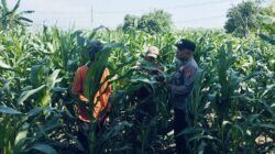 Tanaman Jagung di Dukuhsari Tumbuh Subur, Bhabinkamtibmas Dorong Pemanfaatan Lahan Produktif