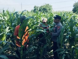 Tanaman Jagung di Dukuhsari Tumbuh Subur, Bhabinkamtibmas Dorong Pemanfaatan Lahan Produktif