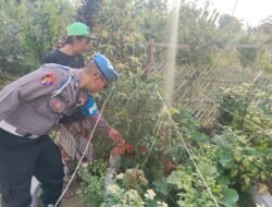 Bhabinkamtibmas Turut Serta Budidaya Tanaman Tomat di Lahan P2B Desa Tutur