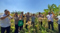 Panen Raya Jagung di Punggul, Polsek Gedangan Perkuat Swasembada Pangan 