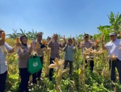 Panen Raya Jagung di Punggul, Polsek Gedangan Perkuat Swasembada Pangan 