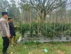 Bhabinkamtibmas Polsek Nongkojajar Pantau Tanaman Cabai, Dorong Masyarakat Perkuat Ketahanan Pangan