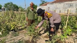 Polsek Balongbendo Masif Dampingi Warga Kelola P2L, Dukung Ketahanan Pangan