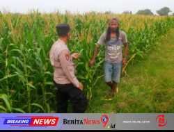 Polsek Prambon Sukseskan Ketahanan Pangan, Cek Pertumbuhan Jagung di Desa Bulang