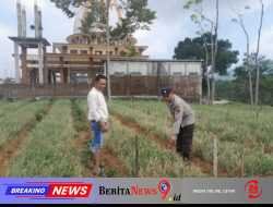 Bhabinkamtibmas Polsek Nongkojajar Pantau Tanaman Bawang Merah, Dukung Program Ketahanan Pangan