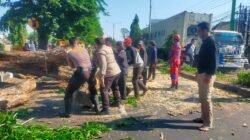 Polisi Bantu Evakuasi Pohon Tumbang di Jalan Raya Tebel Gedangan