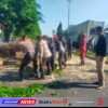 Polisi Bantu Evakuasi Pohon Tumbang di Jalan Raya Tebel Gedangan