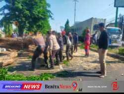 Polisi Bantu Evakuasi Pohon Tumbang di Jalan Raya Tebel Gedangan