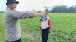 Polisi bersama Petani Pantau Pertumbuhan Jagung di Sumokembangsri Balongbendo