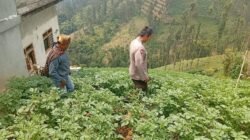 Polsek Tosari Rutin Cek Tanaman Kentang, Begini Cara Polisi Dukung Ketahanan Pangan
