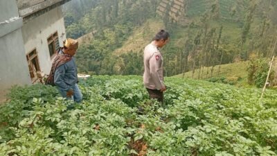 Polsek Tosari Rutin Cek Tanaman Kentang, Begini Cara Polisi Dukung Ketahanan Pangan