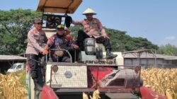 Polsek Taman Bersama Petani Panen 13 Ton Jagung, Dongkrak Upaya Ketahanan Pangan