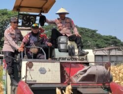 Polsek Taman Bersama Petani Panen 13 Ton Jagung, Dongkrak Upaya Ketahanan Pangan