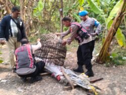 Tindaklanjuti Dumas Dugaan Judi Sabung Ayam, Polsek Krian Datangi Lokasi dan Tertibkan Arena