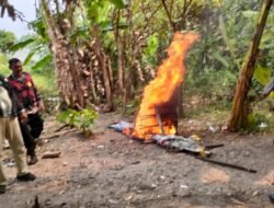 Respon Laporan Warga, Polresta Sidoarjo Bongkar Arena Sabung Ayam di Dua Lokasi