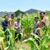 Polsek Sukodono Cek Pertumbuhan Jagung di Kebonagung, Dukung Ketahanan Pangan