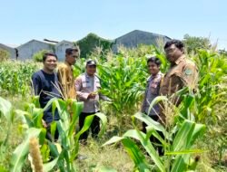 Polsek Sukodono Cek Pertumbuhan Jagung di Kebonagung, Dukung Ketahanan Pangan