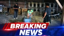 Polsek Waru Tindak Lanjuti Aduan Arena Sabung Ayam di Desa Berbek