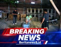 Polsek Waru Tindak Lanjuti Aduan Arena Sabung Ayam di Desa Berbek