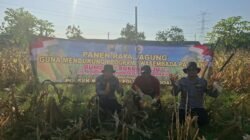 Polsek Wonoayu Panen Raya Jagung, Dukung Swasembada Pangan