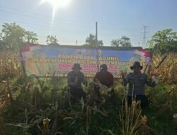 Polsek Wonoayu Panen Raya Jagung, Dukung Swasembada Pangan