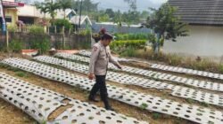 Polsek Nongkojajar Dukung Ketahanan Pangan Nasional, Pantau dan Rawat Tanaman Bawang Putih di Desa Tlogosari