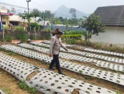 Polsek Nongkojajar Dukung Ketahanan Pangan Nasional, Pantau dan Rawat Tanaman Bawang Putih di Desa Tlogosari