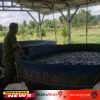 Kodim 0808/Blitar Optimalkan Program Ketahanan Pangan Melalui Sistem Pertanian Terpadu Di Srengat